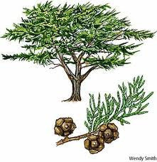 Essential Oil Blend Purifying (Cypress Lavender)-1