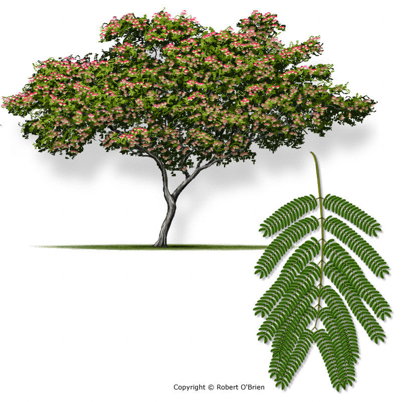 Essential Oil Blend Euphoric (Jasmine Mimosa)-2