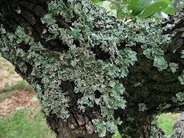 Essential Oil Blend Centering (Frankincense Moss)-2