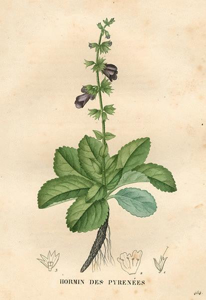 Essential Oil Blend Grounding (Lavender Sage)-2