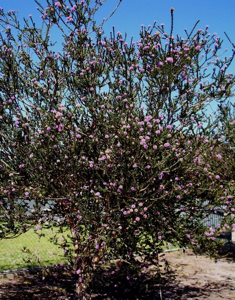 Essential Oil - Tea Tree-1