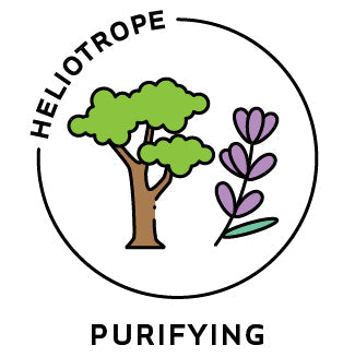 Essential Oil Blend Purifying (Cypress Lavender)-0