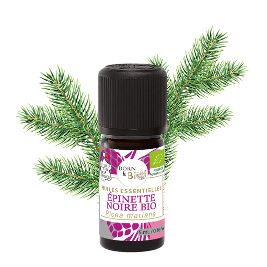 Certified Organic Black Spruce Essential Oil-0