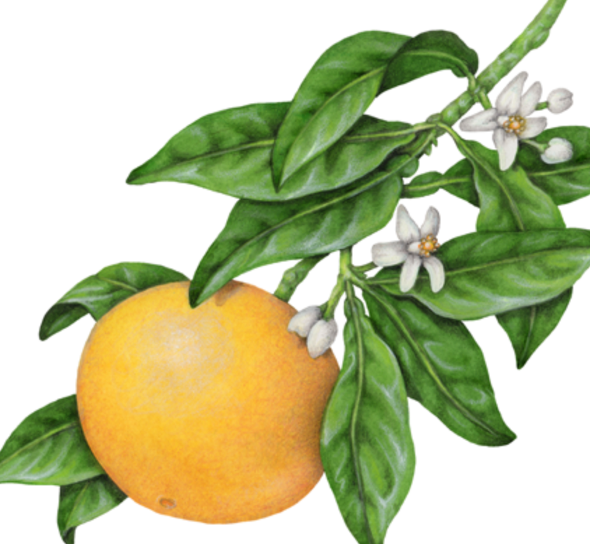 Essential Oil - Tangerine-2