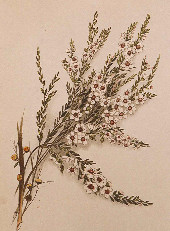 Essential Oil - Tea Tree-2