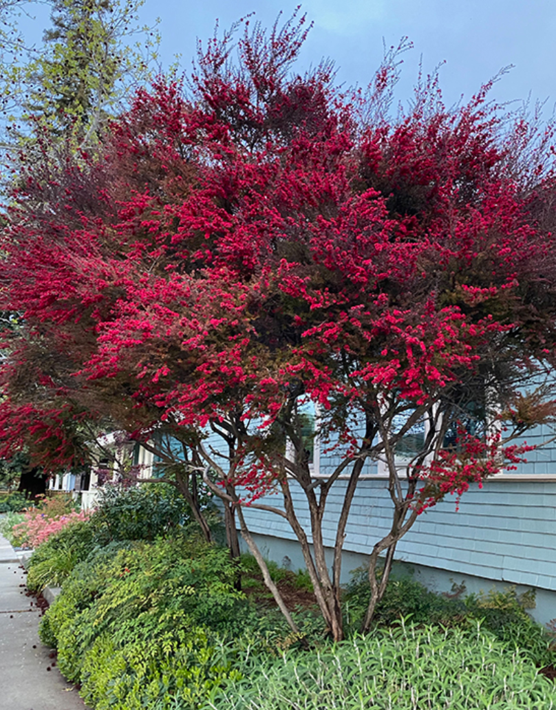 Essential Oil - Tea Tree-3