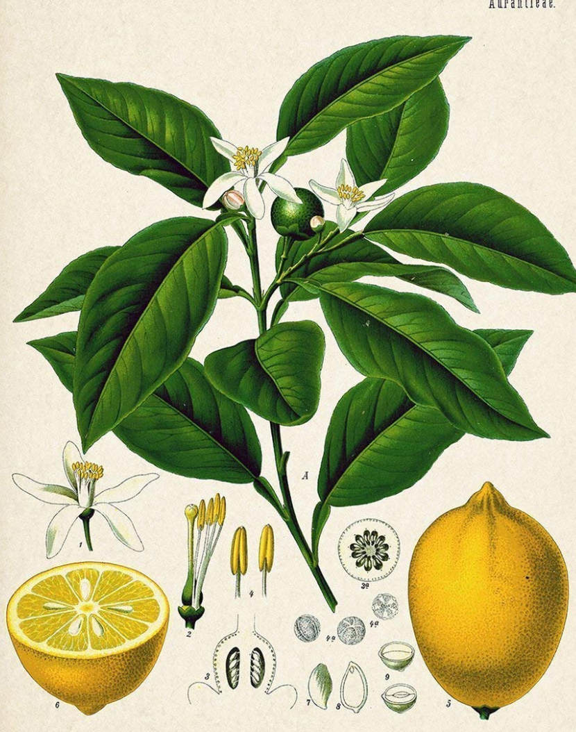 Essential Oil Blend Evening (Neroli Lemon)-2