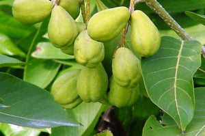Triphala Capsules-5