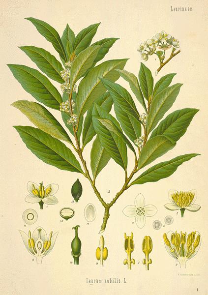 Essential Oil - Bay Laurel-1
