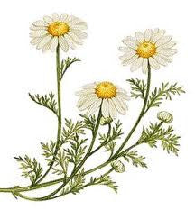 Essential Oil Blend Calming (Chamomile Bergamot)-1