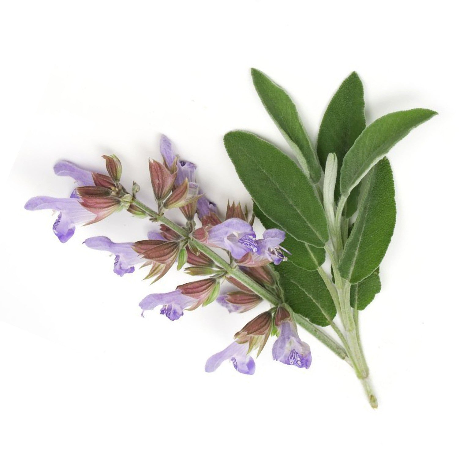 Essential Oil - Clary Sage-2