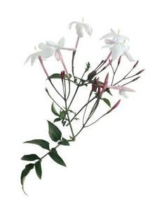 Essential Oil Blend Euphoric (Jasmine Mimosa)-1