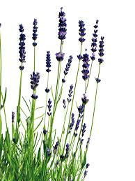 Essential Oil - Lavender-1