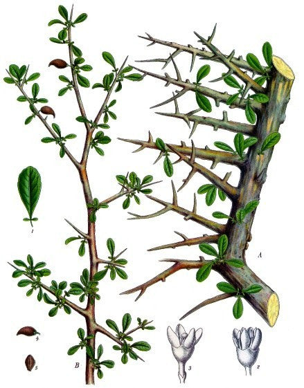 Essential Oil Blend Meditative (Sandalwood Myrrh)-2