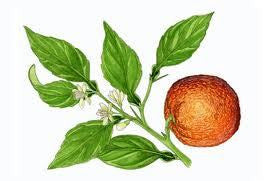 Essential Oil Blend Evening (Neroli Lemon)-1