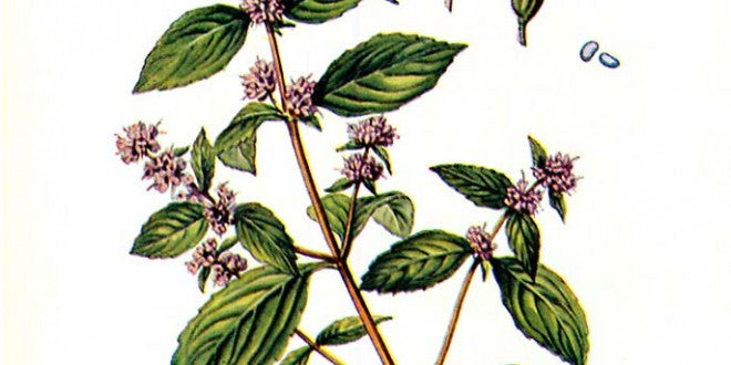 Essential Oil Blend Energizing (Rosemary Mint)-2