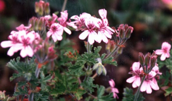 Essential Oil - Rose Geranium-1