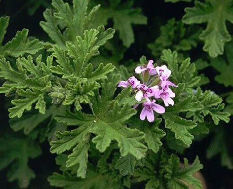 Essential Oil - Rose Geranium-4