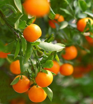 Essential Oil - Tangerine-3