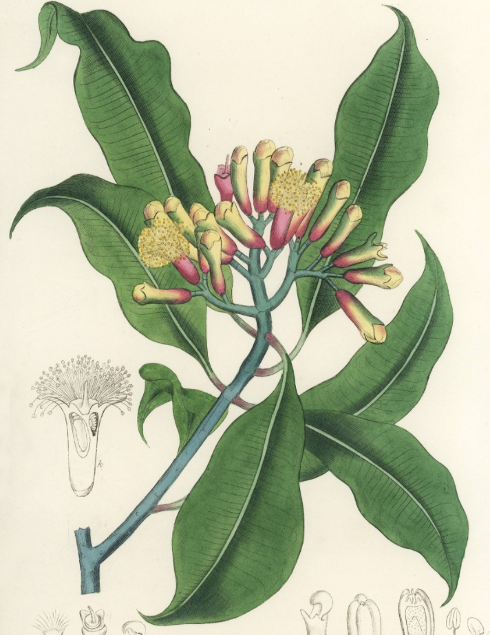 Essential Oil - Clove-2