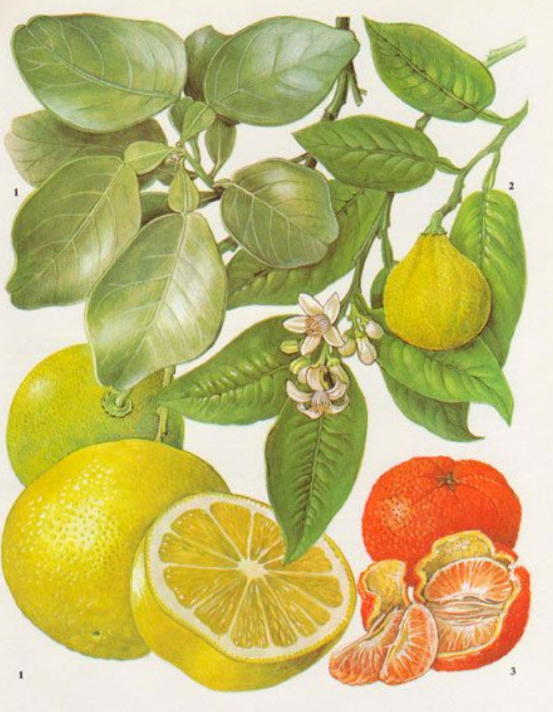 Essential Oil - Pink Grapefruit-2