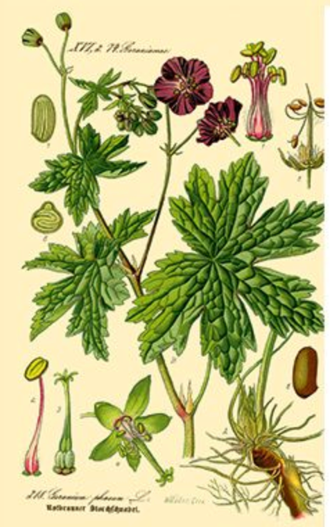Essential Oil - Rose Geranium-2