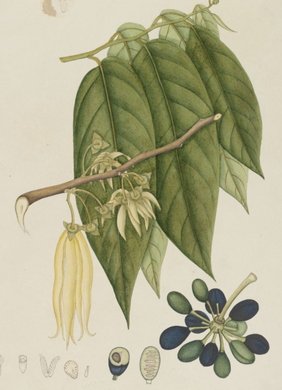 Essential Oil Blend Rejuvenating (Rose Ylang Ylang)-2