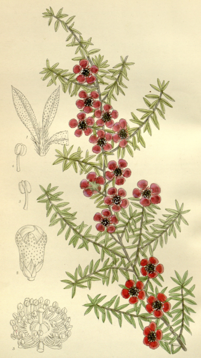 Essential Oil Blend Healing (Tea Tree Lavender)-1