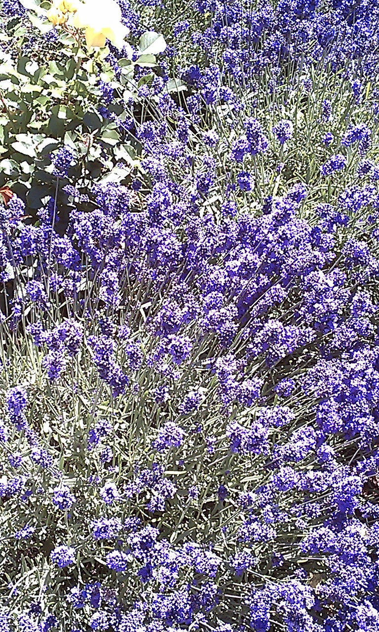 Essential Oil - Lavender-2